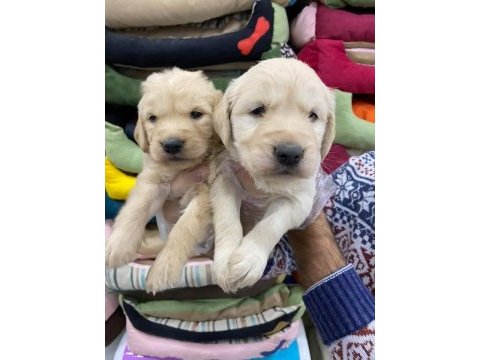 Bebek yüzlü golden retriever köpeklerimiz