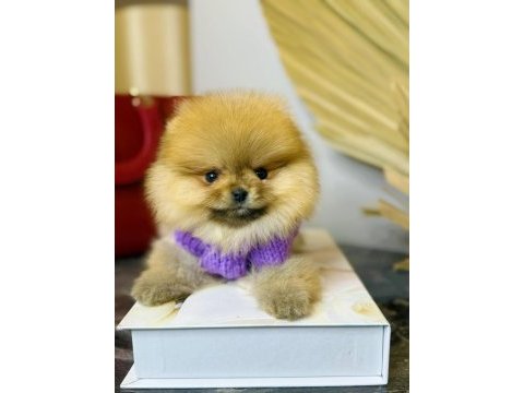 Teddy bear pomeranian adana da görüp almak isteyenlere