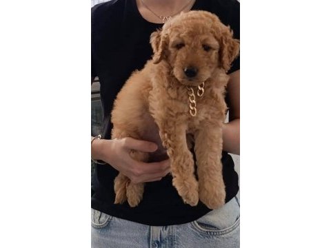 4 aylık toy poodle safkan bakımlı aşıları tam