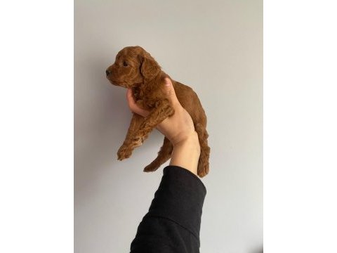 Red brown toy poodle
