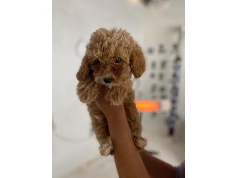 Maltipoo minik canlar orijinal