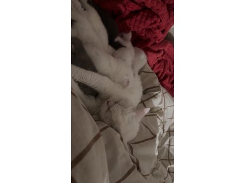 2 aylık beyaz erkek british shorthair