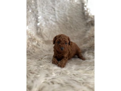 2 aylık kore poodle bebekler
