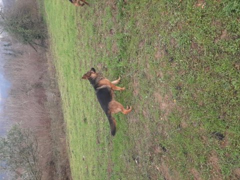 Üst düzey şecereli 2 yaşında dişi alman çoban köpeği
