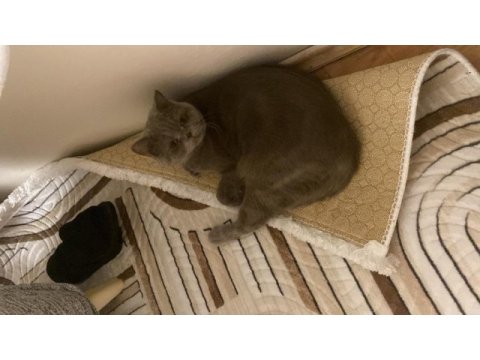 British shorthair ücretsiz sahiplendirme