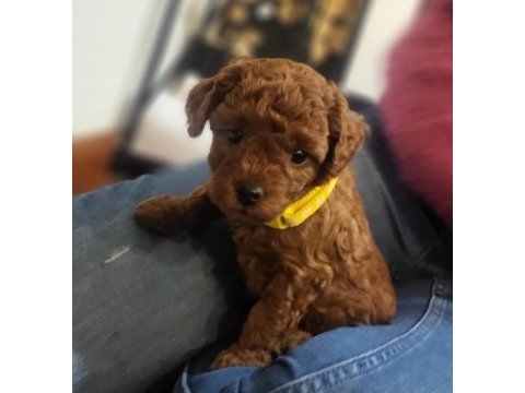 Aşılı mikro çıpli toy poodle minikler