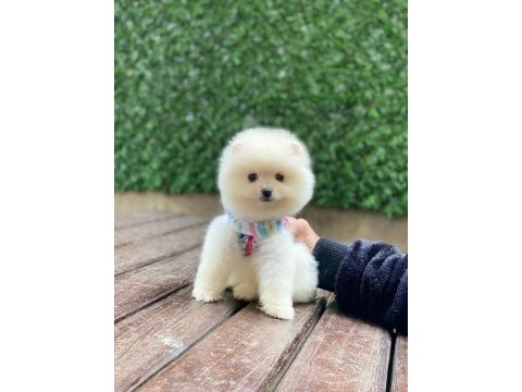 Yeni evlerine gitmeye hazır pomeranian yavruları