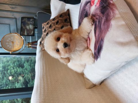 Büyümeyen maltipoo yavrulari 