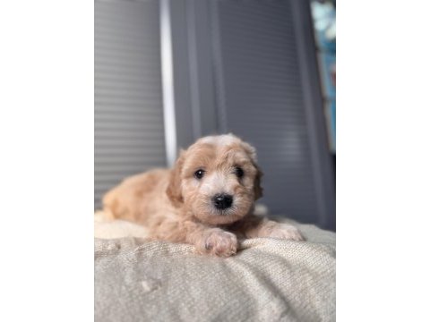 Küçük maltipoo bebeğim