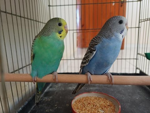 Yavru erkek muhabbet kuşları