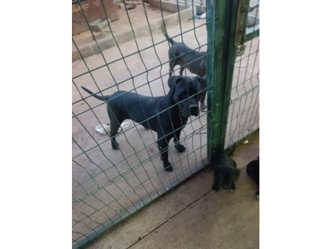 Safkan cane corso yavruları