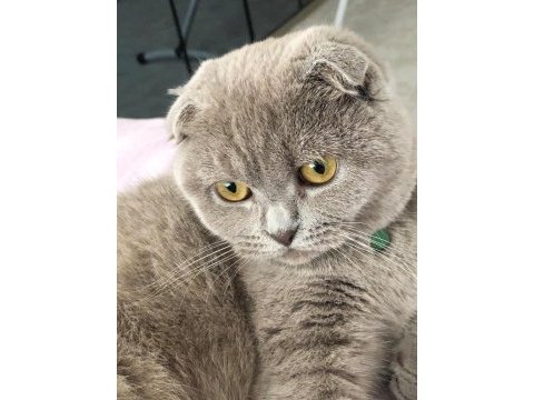 Scottish fold kedimiz