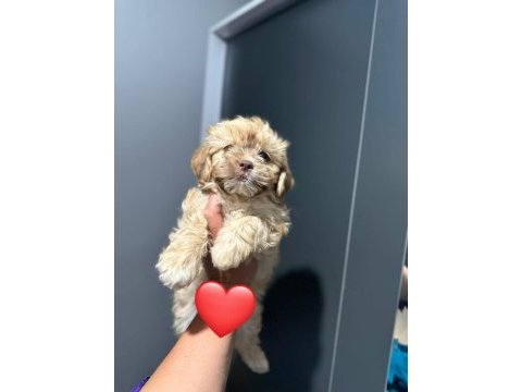 Maltipoo yavrum 55 günlük