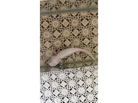 Beyaz albino axolotl