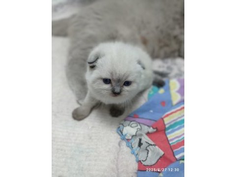 Yavru scottish fold kedisi
