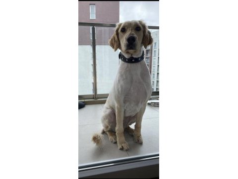Depremzede golden retriever