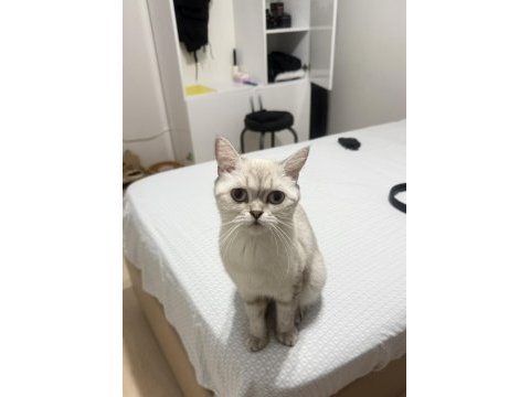 British shorthair anne ve yavrusu