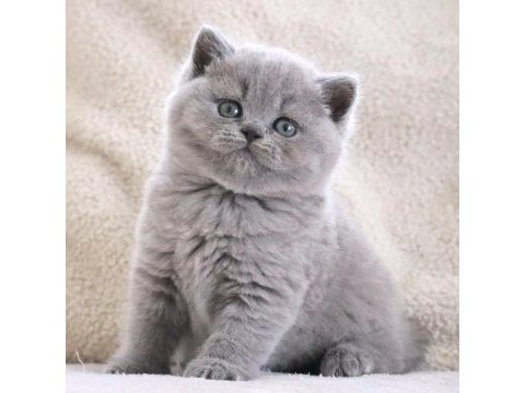 Vazgeçilmez gri british shorthair yavrumuz