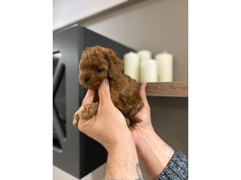 Efsane poodle yavrularımız hazır
