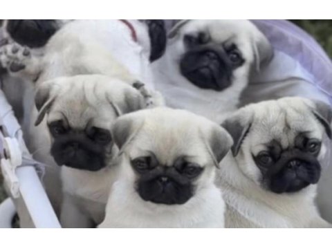 Pug safkan köpekler