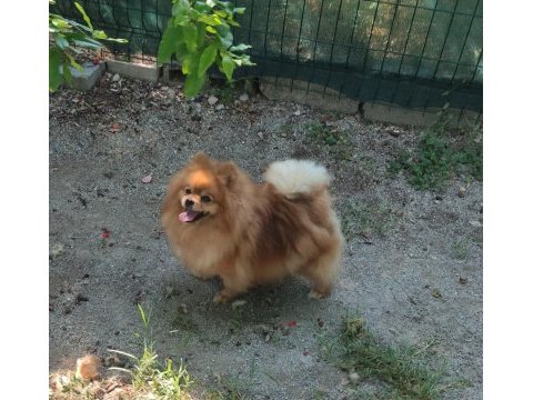 2 yaşında dişi pomeranian