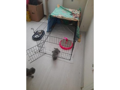 2 aylık top kafa ayı kafa scottish fold
