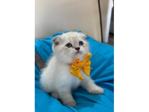 Scottish fold erkek yavrumuza yuva uyguna