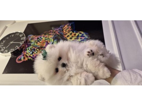 Orjinal pomeranian boo garantili