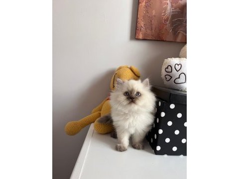 British longhair 2 aylık