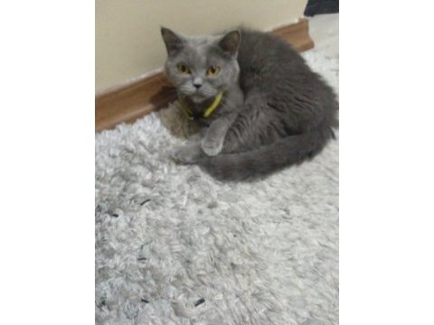 Kızımızı sahiplendiriyoruz british shorthair
