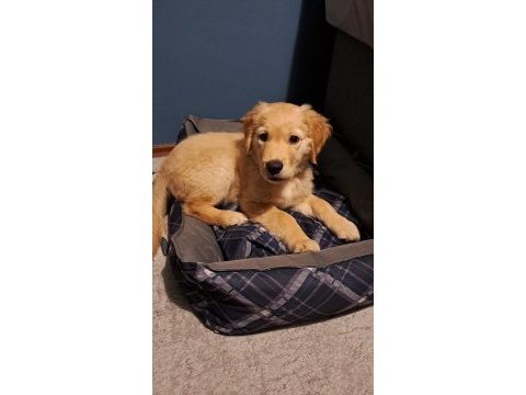 3 aylık yavru golden retriever