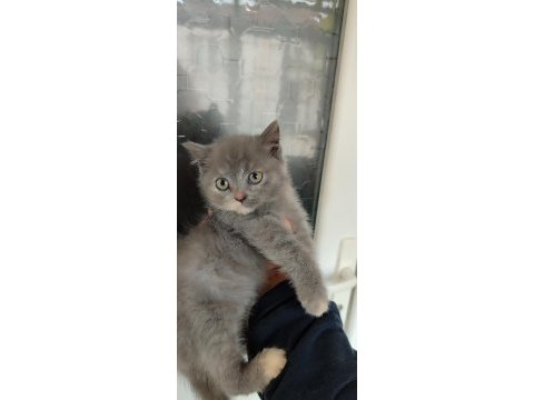 British shorthair miniğime yuva arıyorum