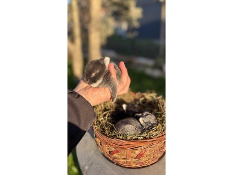 Cüce tavşan / netherland dwarf