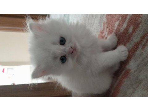 British longhair yavrularımız