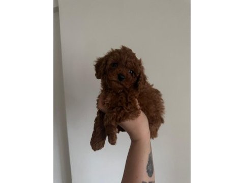 En koyu renk aşılı kore poodle yavrular