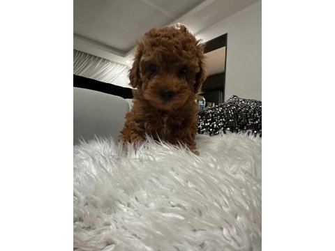 A kalite orjinal toy poodle