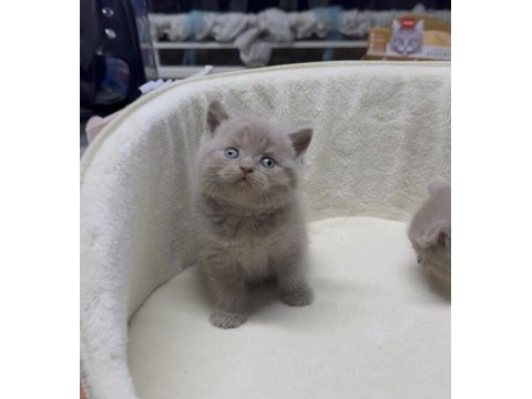 Lilac bicolor british shorthair