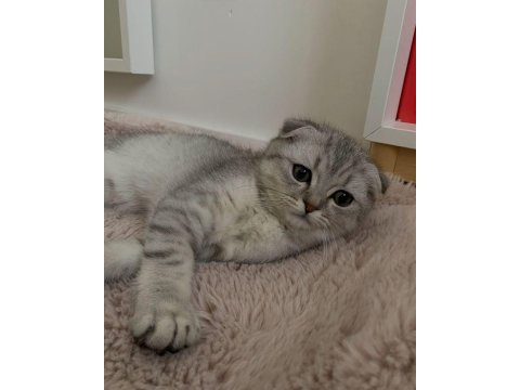 Scottish fold yavru çeşitler mevcuttur