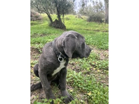 Has cane corso erkek yavru