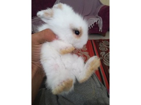 Teddy hollanda lop tavşanı yavruları