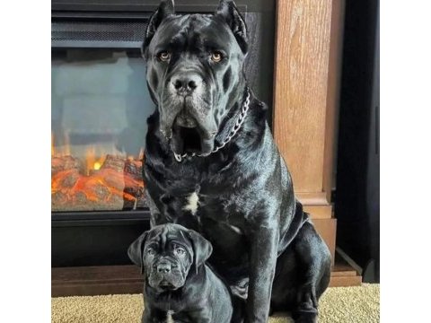 Gece gibi siyah cane corso yavrular geleceğin devleri