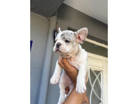 Yavru french bulldog