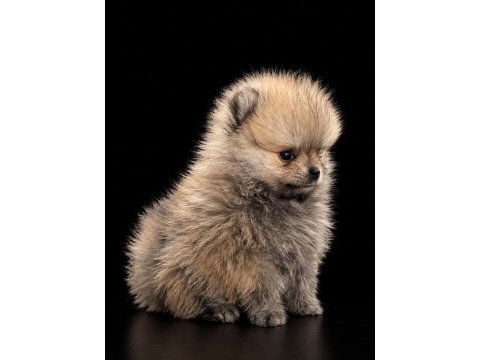 Pomeranian boo 50 günlük