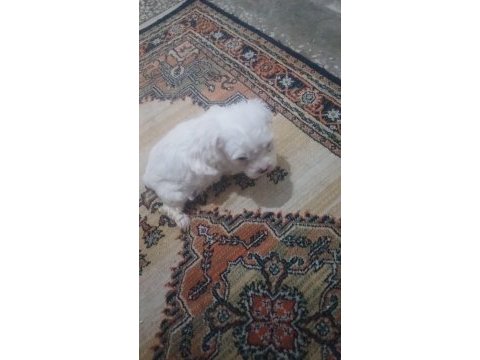 Sevimli bebek maltese