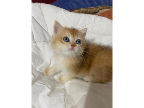 Tatlımı tatlı golden renginde kodlu safkan kedilerim