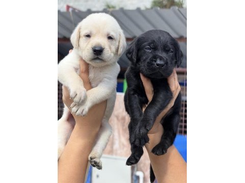 Labrador redriever çok şirin yavrular 