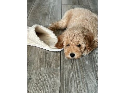 3 aylık yavru poodle