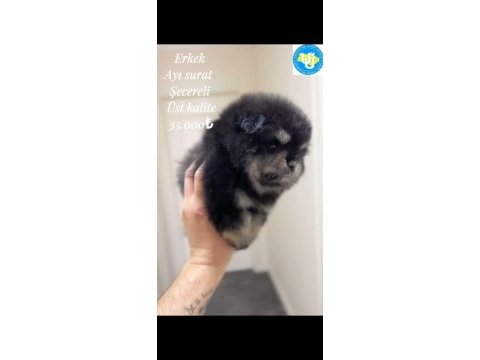 Ayı surat pomeranian boo son erkek yavrumuz