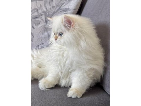 Saf kanlı british longhair yavru kedimiz