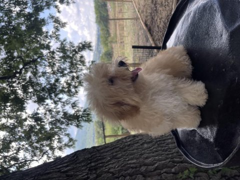 Safkan maltipoo